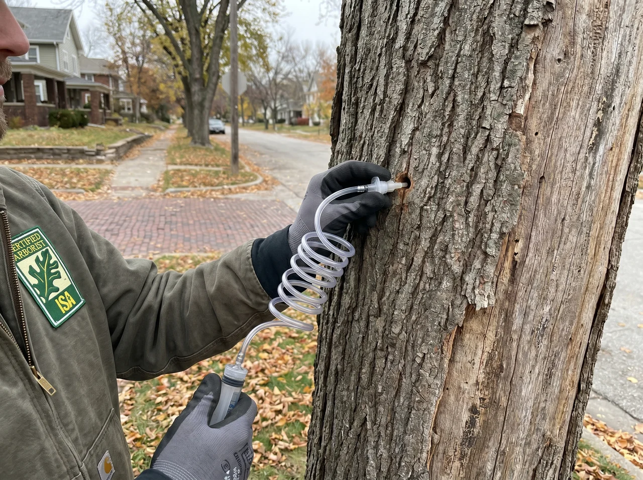 Tree Fertilization & Deep Root Feeding in Topeka, Kansas